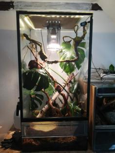 2 Kornnattern mit Terrarium