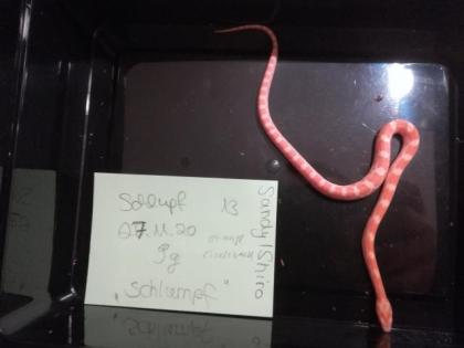 Kornnatter Pantherophis guttatus Jungtiere