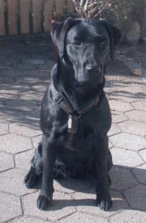 Schöne Labradorwelpen in blond, braun, schwarz zu verkaufen