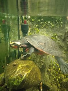 Emydura subglobosa, Rotbauch-Spitzkopfschildkröten, Wasserschildkröten