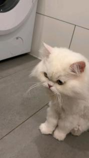 2 perse katzen