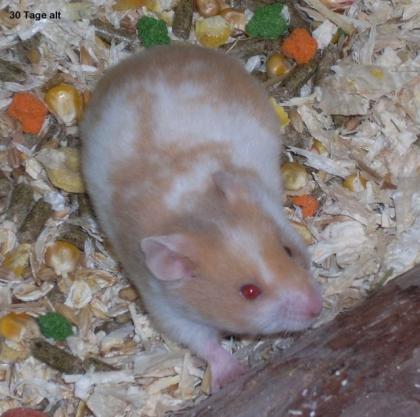 Goldhamster Jungtiere Weibchen aus Hobbyzucht
