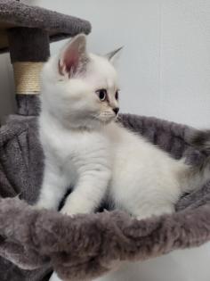Bkh kitten männlich