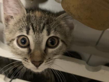 Babykatzen abzugeben
