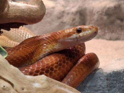 Hypo Bloodred Motley Pied Kornnatter