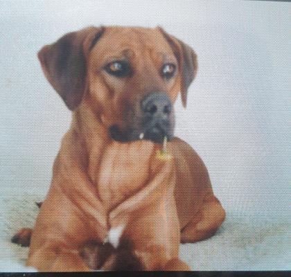 Wurfplanung rhodesian ridgeback