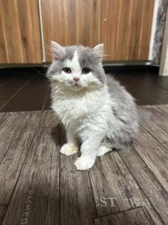 Reinrassige BLH Kitten mit Ahnentafel