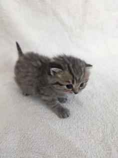 Sechs süße BKH Kitten geb. 06. 05. 23 suchen ab Ende Juli ein neues Zuhause
