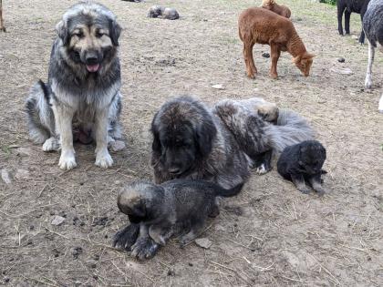 Sarplaninac, Welpen, Herdenschutzhund