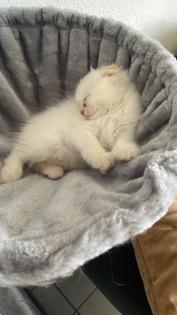 Zwei Perser Kitten suchen ein liebevolles Zuhause