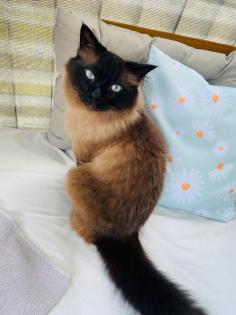 2 x Katzen heilige birma. geschwister wegen Allergie abzugeben