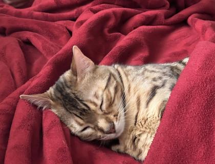Bengalkatze sucht dringend neues Zuhause