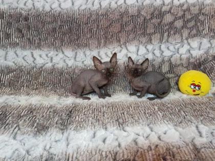 Sphynx Kitten