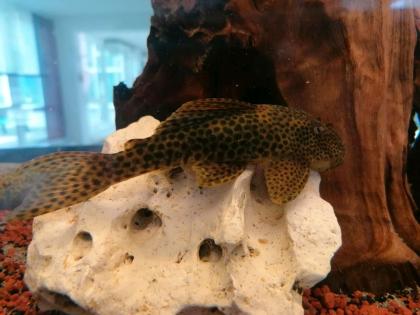 Hypostomus sp. Rio Para, L 346