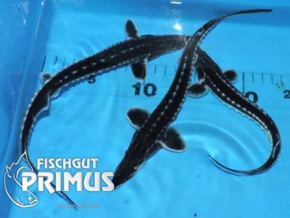 Sternhausen A. stellatus Stör ca 50-60 cm