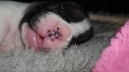 Französische bulldoggen welpen
