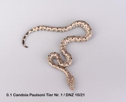Candoia Paulsoni St. Isabel Nachzuchten