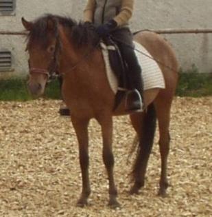 Sehr hübsche Ponystute super lieb und brav Motte