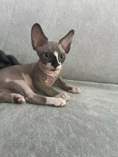 Liebevolle Sphynx Kätzchen abzugeben