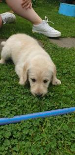 Noch 2 süße Goldendoodle Welpen suchen ihre Traumfamilie