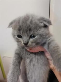 Britisch-Kurzhaar-Katzenbabys