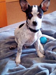 Chihuahua zu verkaufen