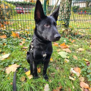 Deutschen Schäferhund Mix