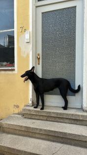 Malinois-Herder Mischling