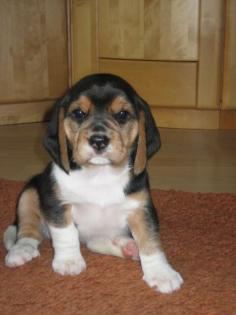 Beaglewelpen Tricolor