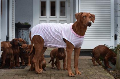 Noch 2 Rüden und 1 Hündin frei Wunderschöne red wheaten Rhodesian Ridgeback Welpen