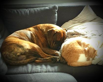 Schmusetiger suchen dringend neues zu Hause