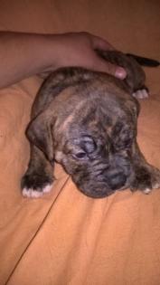 Olde english bulldog welpen