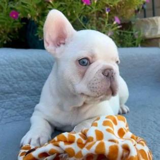 Französische Bulldoggenwelpen abzugeben.