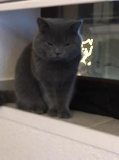 BKh Deckkater Blue