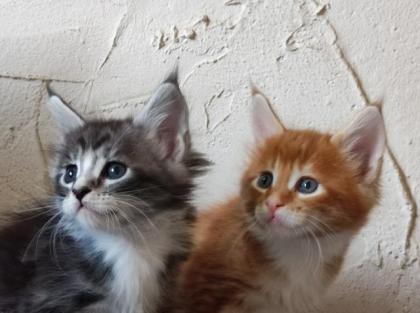 Maine Coon Kitten mit Stammbaum suchen einen neuen Kuschelplatz