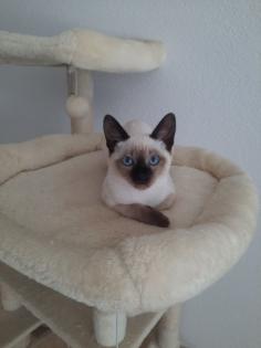 Tonkanesekitten Burma, Siam
