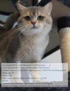 BKH Britisch Kurz Haar 4 Kitten alle Weiblich grau-Blau gesund