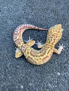 Leopardgecko Mack Snow Super Tremper eclipse männlich
