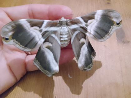 Samia ricini Ei Raupe Götterbaumspinner Schmetterling Nachtfalter