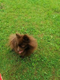 Pomeranien Zwergspitz