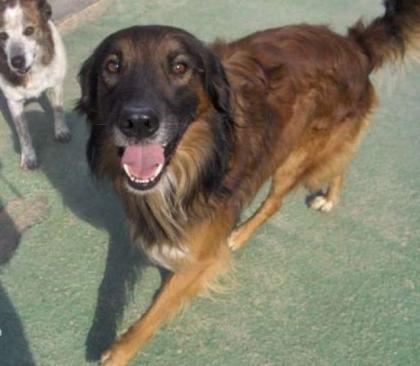 Pelut Pelanas suchen dringendst 2 Pflege-/Adoptivfamilien