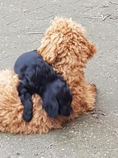 Cockapoo pudel cocker zauberhafte welpen