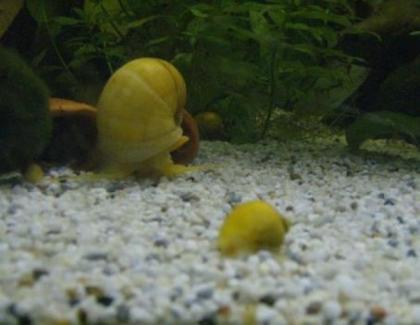 Reinerbige Gold/gelbe Apfelschnecken ca. 1 - 2 cm