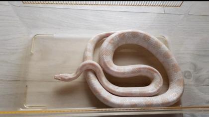 2 Kornnattern inkl. Terrarium und Zubehör