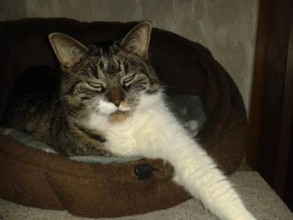 Zwei Katzen zu verschenken