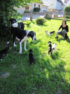 Deutsche Doggen Welpen