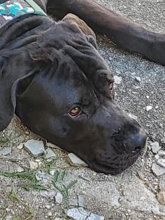 Dwayne Deutsche Dogge Mix