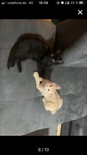 Bkh-Maincoon Kitten suchen ein liebevolles Zuhause