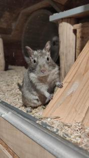 3 liebe Degu Männchen abzugeben