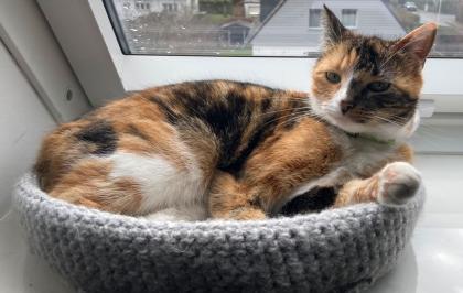 Schlanke Katze vermisst. Hat sie denn niemand gesehen